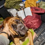 Sonos Play - Car Packing